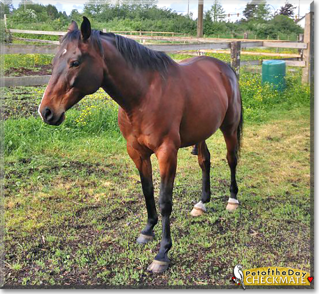 Checkmate the Anglo Arabian Horse,  the Pet of the Day