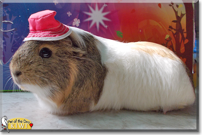 Kiwi the Guinea Pig,  the Pet of the Day