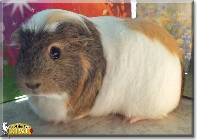 Kiwi the Guinea Pig,  the Pet of the Day