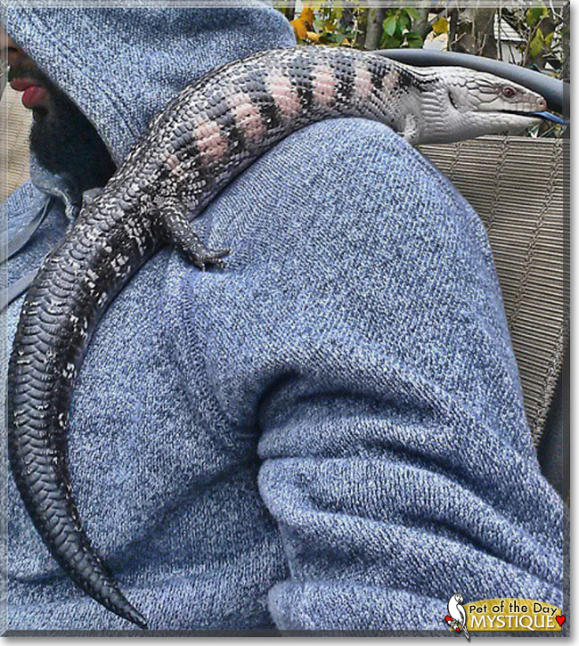 Mystique the Northern Eastern Blue Tongued Skink,  the Pet of the Day