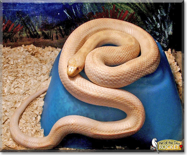 Rocket the Black Rat Snake (Albino),  the Pet of the Day