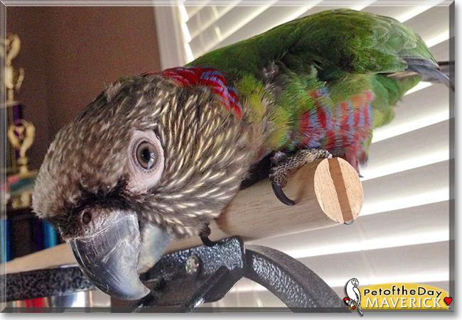Maverick the Hawkhead Parrot,  the Pet of the Day