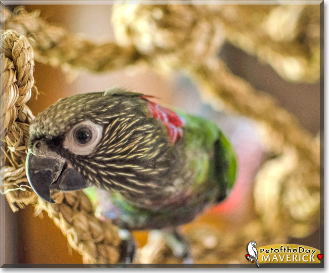 Maverick the Hawkhead Parrot,  the Pet of the Day