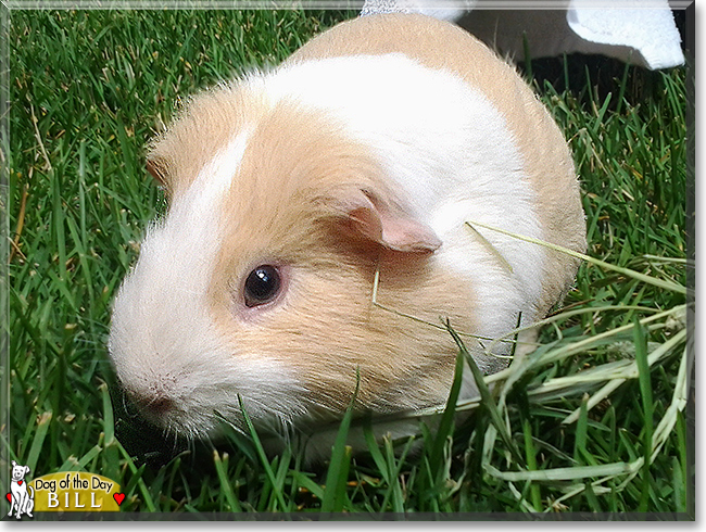 Bill the Guinea Pig,  the Pet of the Day