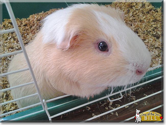 Bill the Guinea Pig,  the Pet of the Day