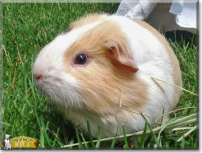Bill the Guinea Pig,  the Pet of the Day