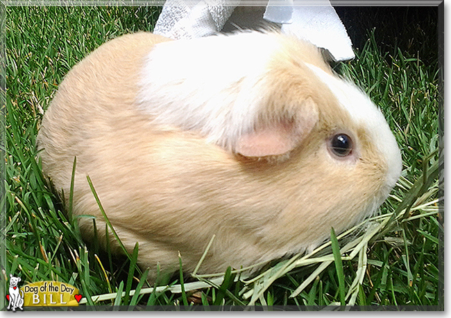 Bill the Guinea Pig,  the Pet of the Day