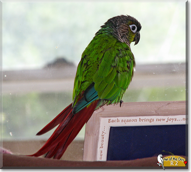 R2 the Green Cheeked Conure,  the Pet of the Day