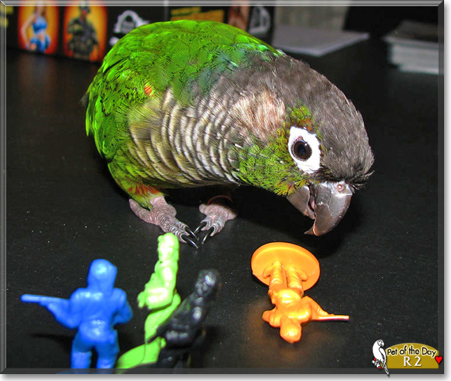 R2 the Green Cheeked Conure,  the Pet of the Day