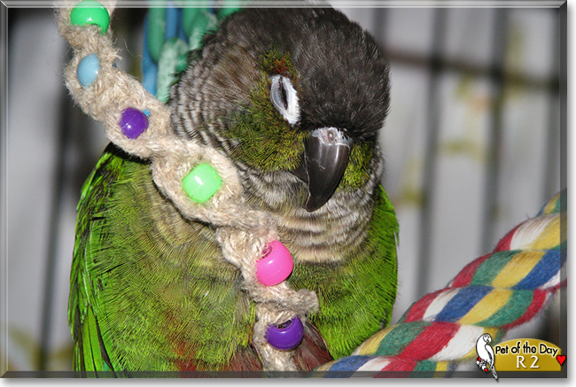R2 the Green Cheeked Conure,  the Pet of the Day