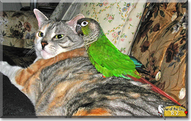 R2 the Green Cheeked Conure,  the Pet of the Day