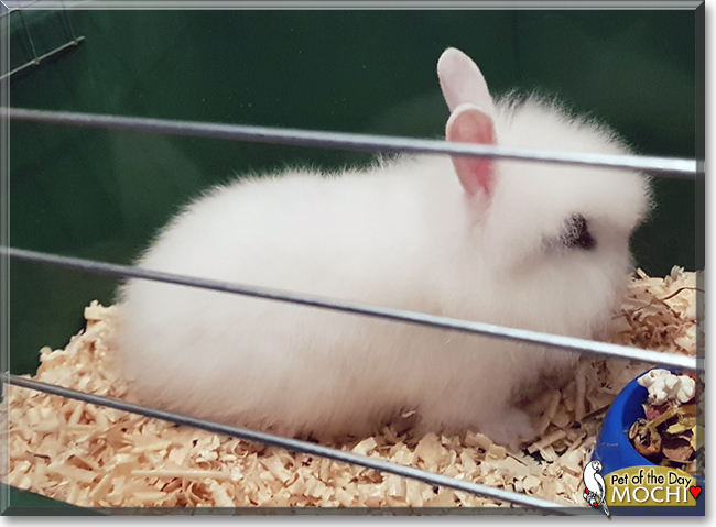 Mochi the Dwarf Rabbit,  the Pet of the Day