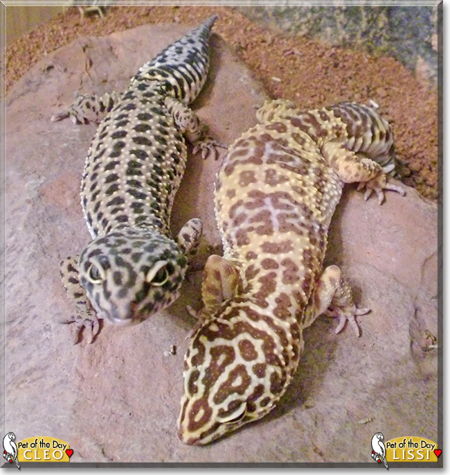 Lissi and Cleo the Leopard Geckos,  the Pet of the Day