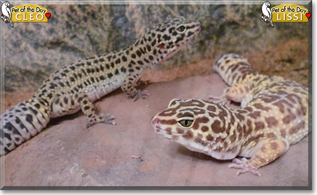 Lissi and Cleo the Leopard Geckos,  the Pet of the Day