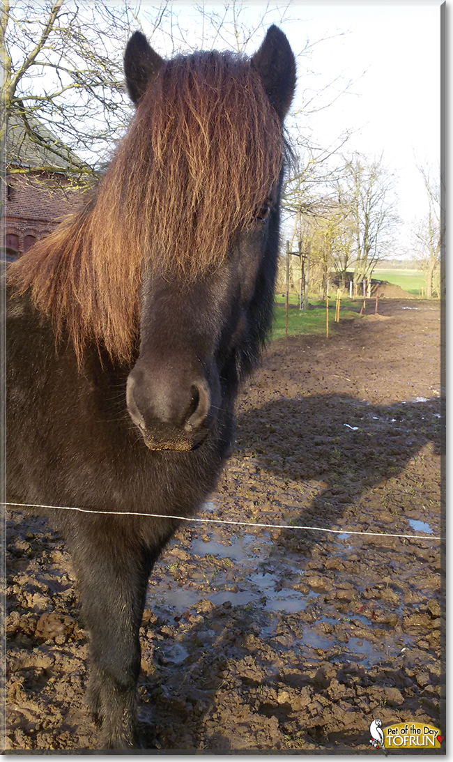Töfrun the Islandic horse ,  the Pet of the Day