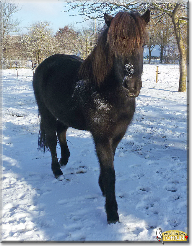 Töfrun the Islandic horse ,  the Pet of the Day