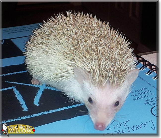 Willow the Pinto Hedgehog, the Pet of the Day