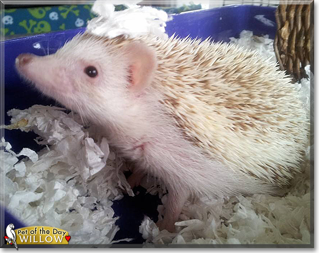 Willow the Pinto Hedgehog, the Pet of the Day