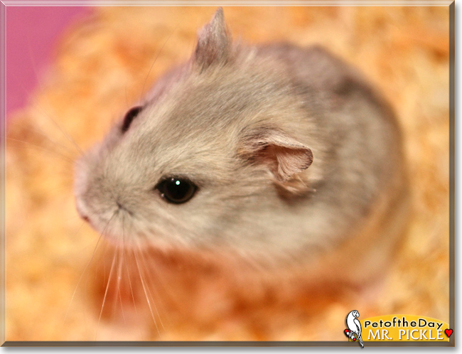 Mr. Pickle the Siberian Dwarf Hamster,  the Pet of the Day