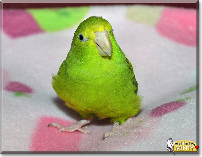 Minty the Green Rumped Parrotlet,  the Pet of the Day