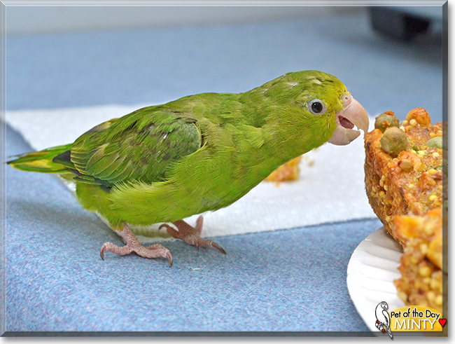 Minty the Green Rumped Parrotlet,  the Pet of the Day