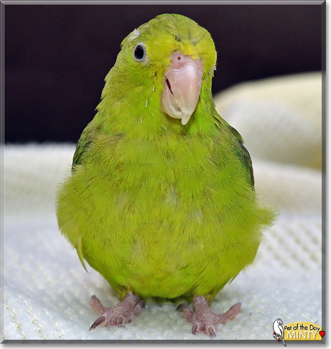 Minty the Green Rumped Parrotlet,  the Pet of the Day
