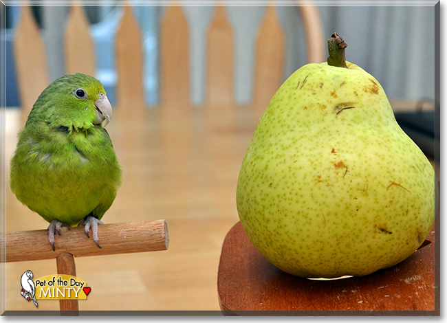 Minty the Green Rumped Parrotlet,  the Pet of the Day