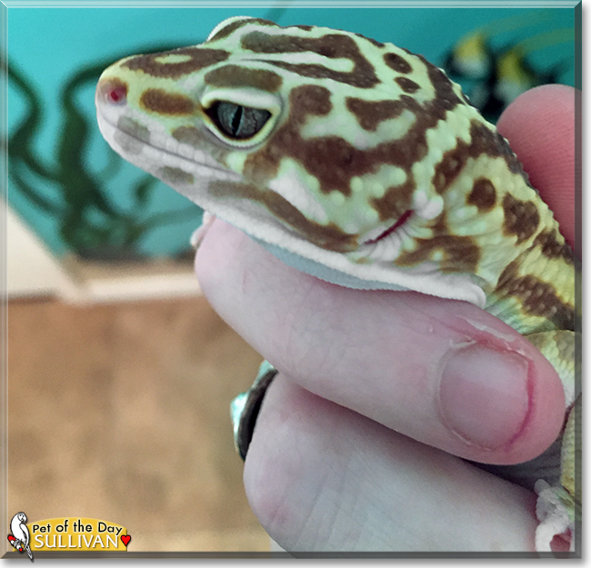 Sullivan the Giant Leopard Gecko,  the Pet of the Day