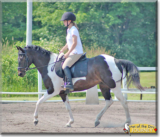 Journey the Paint Pony,  the Pet of the Day