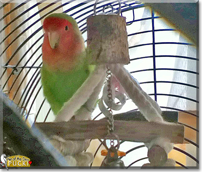 Pucki the Lovebird,  the Pet of the Day