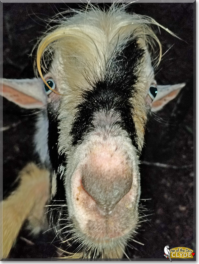 Clyde the Nigerian/Pygmy Hybrid Goat,  the Pet of the Day
