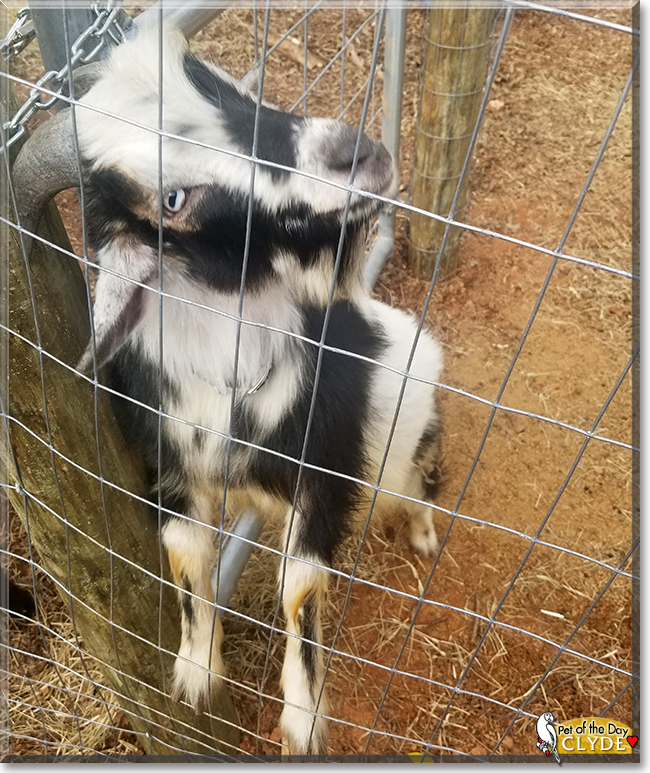 Clyde the Nigerian/Pygmy Hybrid Goat,  the Pet of the Day