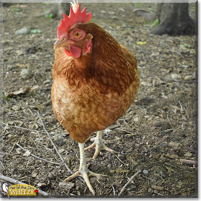 Wheezy the Chicken,  the Pet of the Day
