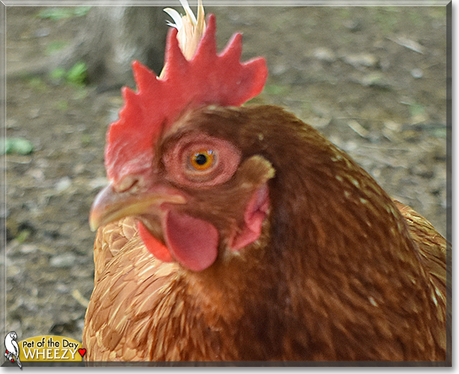 Wheezy the Chicken, the Pet of the Day