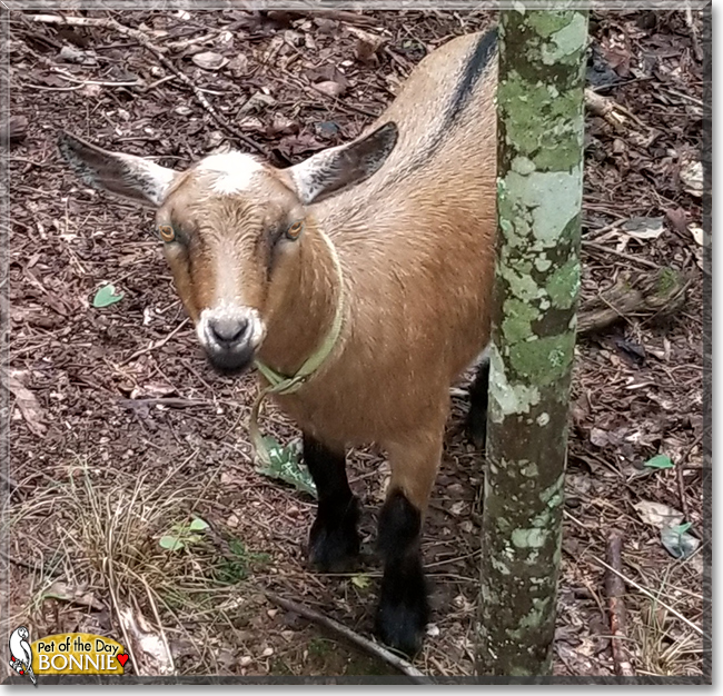 Bonnie the Pygmy Goat,  the Pet of the Day
