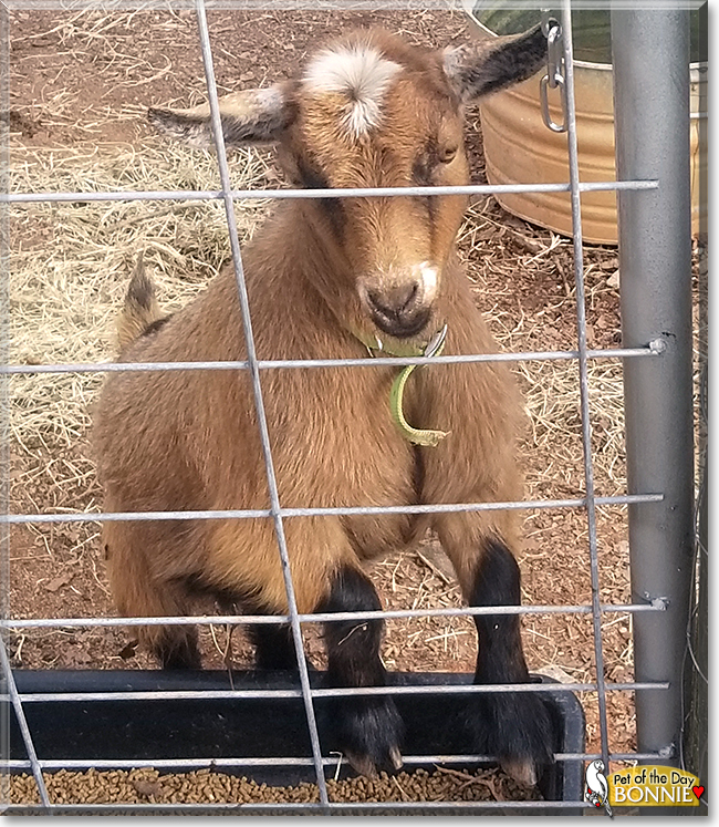 Bonnie the Pygmy Goat, the Pet of the Day