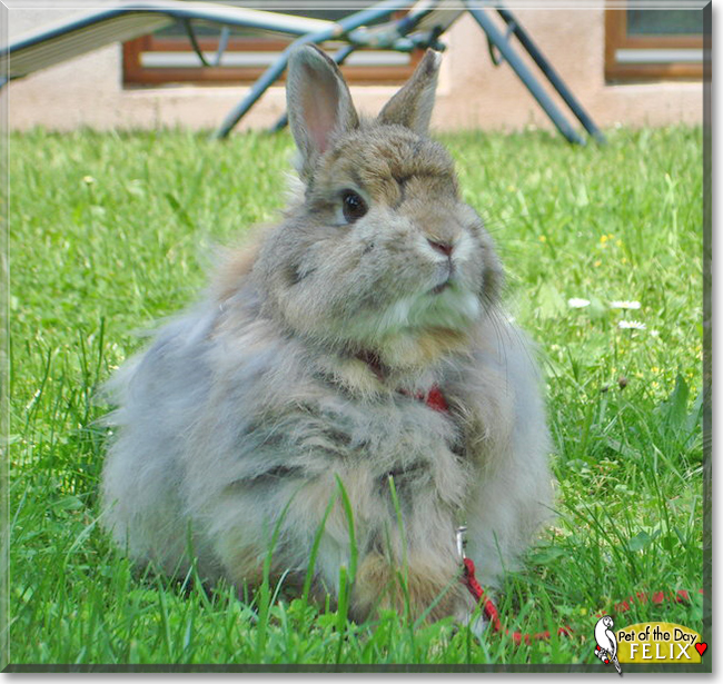 Felix the Rabbit,  the Pet of the Day