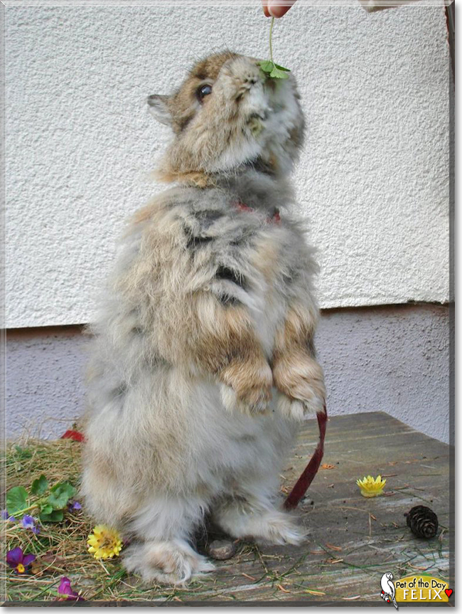 Felix the Rabbit, the Pet of the Day