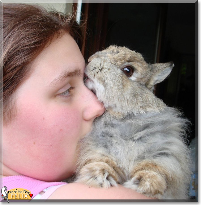 Felix the Rabbit, the Pet of the Day
