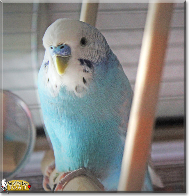Toad the Budgerigar,  the Pet of the Day
