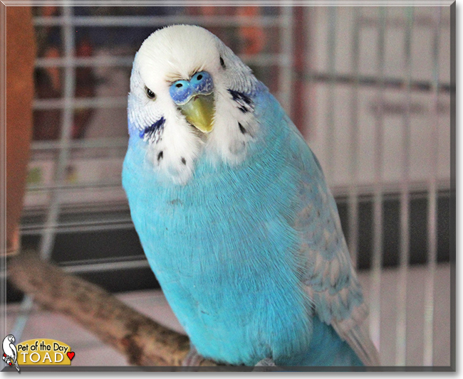Toad the Budgerigar, the Pet of the Day