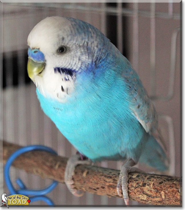 Toad the Budgerigar, the Pet of the Day