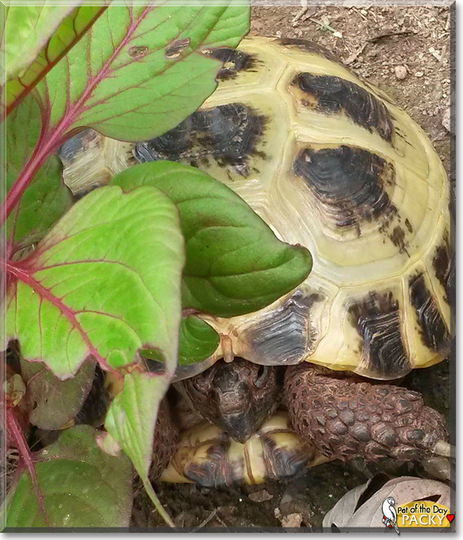 Packy the Russian Tortoise,  the Pet of the Day