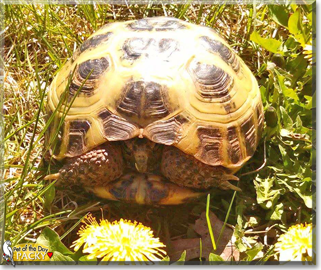 Packy the Russian Tortoise, the Pet of the Day