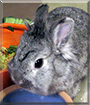 Skittles the Lionhead Rabbit