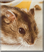 Jesus the Hamster