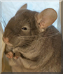 Sable the Chinchilla