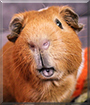 Svin the Guinea Pig