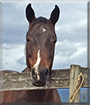 Checkmate the Anglo Arabian Horse