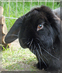Blacky the Lop Rabbit